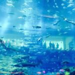 1 dubai aquarium and underwater zoo tickets Dubai Aquarium and Underwater Zoo Tickets