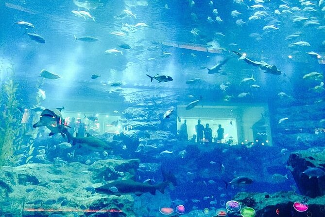 1 dubai aquarium and underwater zoo tickets Dubai Aquarium and Underwater Zoo Tickets