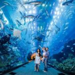 1 dubai aquarium and underwater zoo with penguin Dubai Aquarium and Underwater Zoo With Penguin