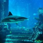 1 dubai aquarium underwater zoo ticket with transfer Dubai Aquarium & Underwater Zoo Ticket With Transfer
