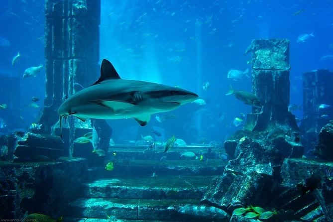 Dubai Aquarium & Underwater Zoo Ticket With Transfer