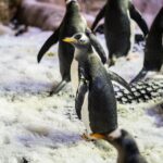 1 dubai aquarium with penguin or otter or crock or ray encounter Dubai Aquarium With Penguin or Otter or Crock or Ray Encounter
