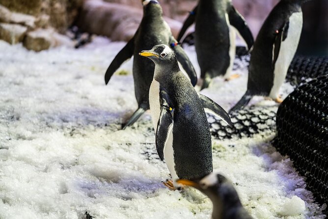 Dubai Aquarium With Penguin or Otter or Crock or Ray Encounter