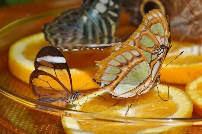1 dubai butterfly garden Dubai Butterfly Garden