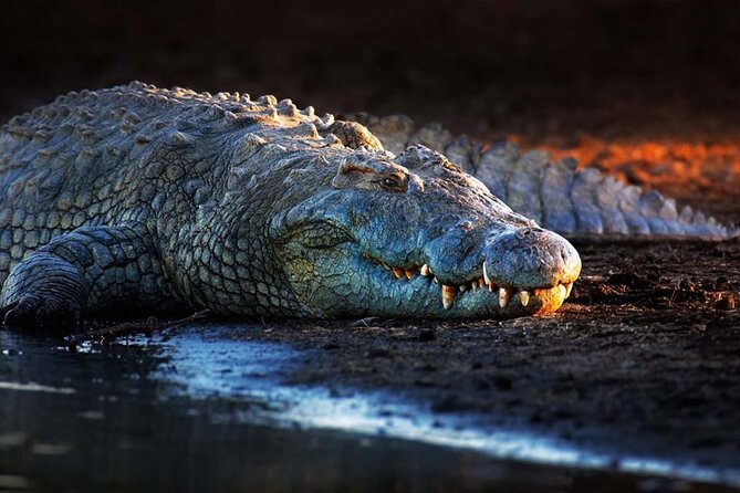1 dubai crocodile park Dubai Crocodile Park