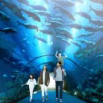 1 dubai mall aquarium and underwater zoo ticket Dubai Mall Aquarium and Underwater Zoo Ticket