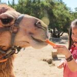 1 dubai royal camel race with prime seats short camel ride Dubai Royal Camel Race With Prime Seats & Short Camel Ride