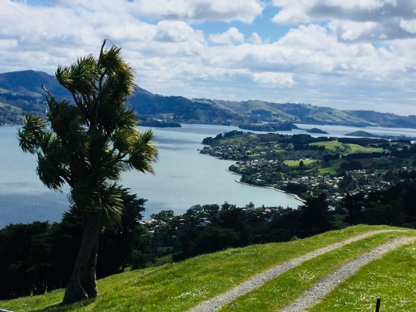 1 dunedin city highlights and otago peninsula scenery Dunedin: City Highlights and Otago Peninsula Scenery