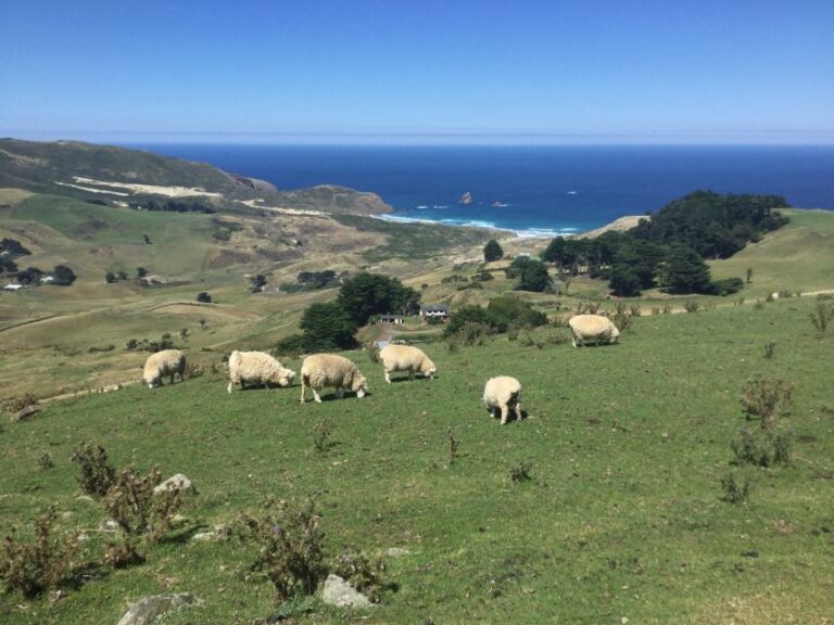 Dunedin: Otago Peninsula With Guided Penguin Tour