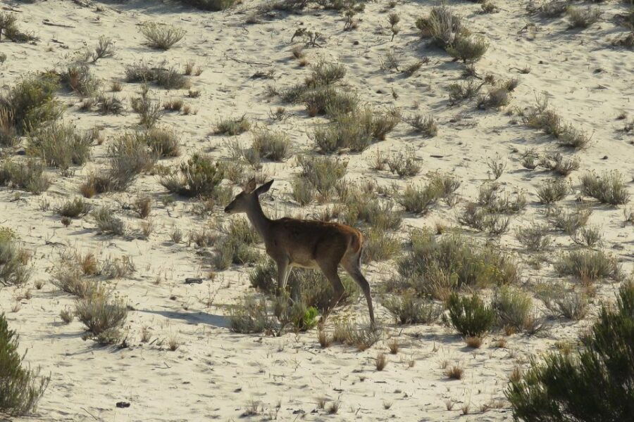 1 el rocio donana national park 4x4 jeep tour El Rocío: Doñana National Park 4x4 Jeep Tour