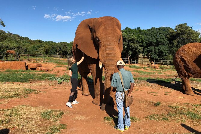1 elephant sanctuary tour from johannesburg 2 Elephant Sanctuary Tour From Johannesburg
