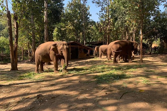 Elephant Sightings , Bamboo Rafting Through The Jungle, Swimming In a Waterfall