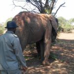 1 elephant walk guided half day tour from johannesburg Elephant Walk Guided Half Day Tour From Johannesburg