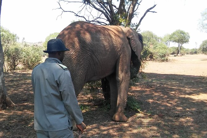 Elephant Walk Guided Half Day Tour From Johannesburg