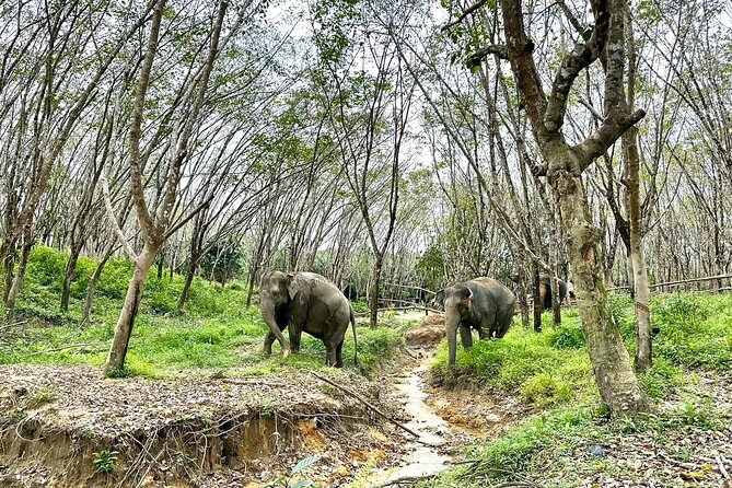 Evening Guide Tour to Khaolak Elephant Sanctuary Free 1 Cocktail