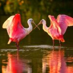 1 everglades national park audio tour guide Everglades National Park: Audio Tour Guide