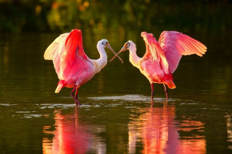 Everglades National Park: Audio Tour Guide