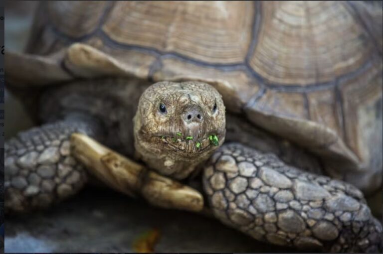 Everglades: Sawgrass Park Reptile Exhibit Private Tour