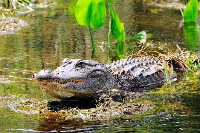 Everglades Tour in Miami