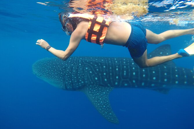 Exciting Swim With Whale Sharks Private VIP Tour