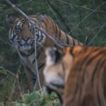 1 exclusive bandhavgarh tiger safari Exclusive Bandhavgarh Tiger Safari