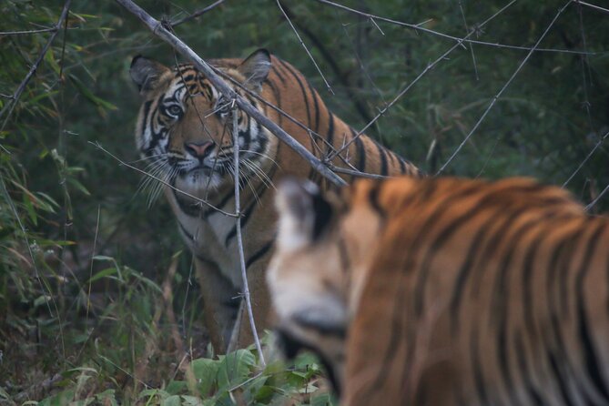Exclusive Bandhavgarh Tiger Safari