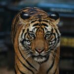 1 exclusive ranthambore tiger safari Exclusive Ranthambore Tiger Safari