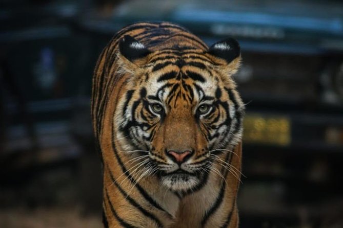 1 exclusive ranthambore tiger safari Exclusive Ranthambore Tiger Safari