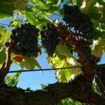 1 falset guided wine tour to the priorat by a local Falset: Guided Wine Tour to the Priorat by a Local