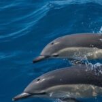 1 faro small group marine wildlife cruise Faro Small-Group Marine Wildlife Cruise