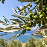 1 five days of culinary exploration in laconias peloponnese Five Days of Culinary Exploration in Laconias Peloponnese