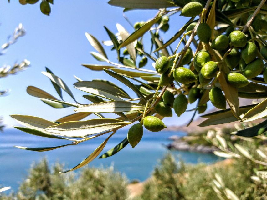 Five Days of Culinary Exploration in Laconias Peloponnese