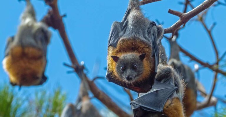 Flying Fox Tour: Australias Largest Bats