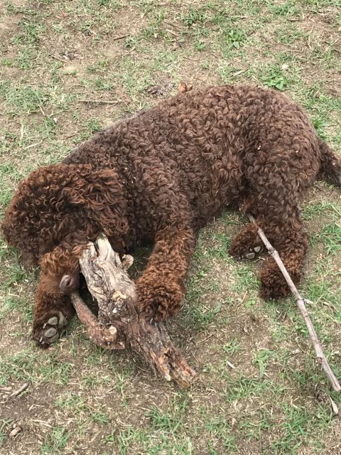 Following the Truffle Trail: Gastronomic Journey From Lucca