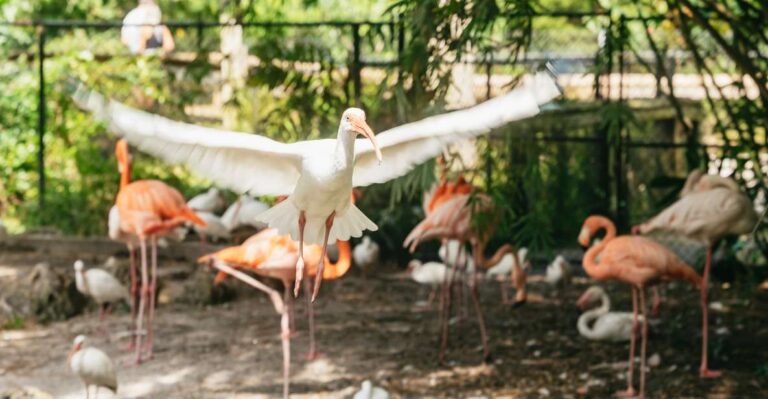 Fort Lauderdale: Flamingo Gardens Entry Ticket