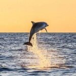 1 fort walton beach dolphin watching cruise with drinks Fort Walton Beach: Dolphin Watching Cruise With Drinks