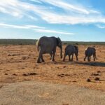 1 four day south africa safari addo park to karoo port elizabeth Four-Day South Africa Safari: Addo Park to Karoo - Port Elizabeth