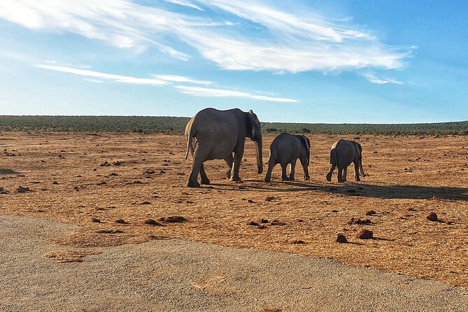 Four-Day South Africa Safari: Addo Park to Karoo  – Port Elizabeth