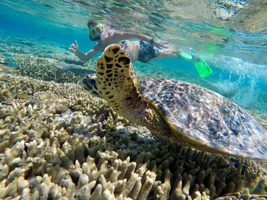 From 1770: Lady Musgrave Island Snorkelling Day Cruise