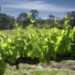 1 from adelaide barossa valley guided bus tour From Adelaide: Barossa Valley Guided Bus Tour