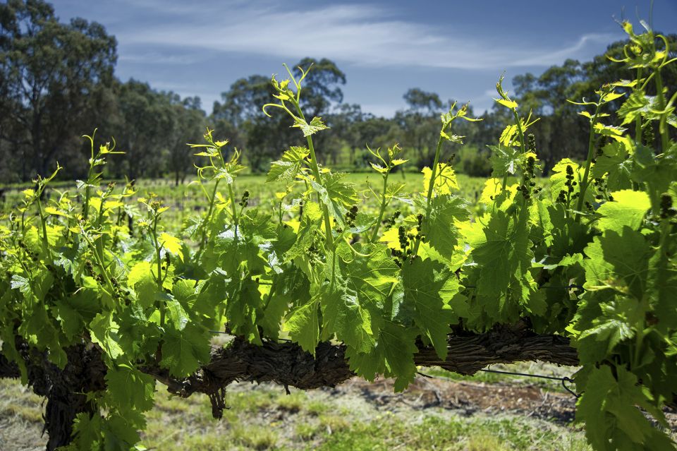 1 from adelaide barossa valley guided bus tour From Adelaide: Barossa Valley Guided Bus Tour