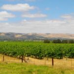 1 from adelaide mclaren vale winery tour via hahndorf From Adelaide: McLaren Vale Winery Tour via Hahndorf