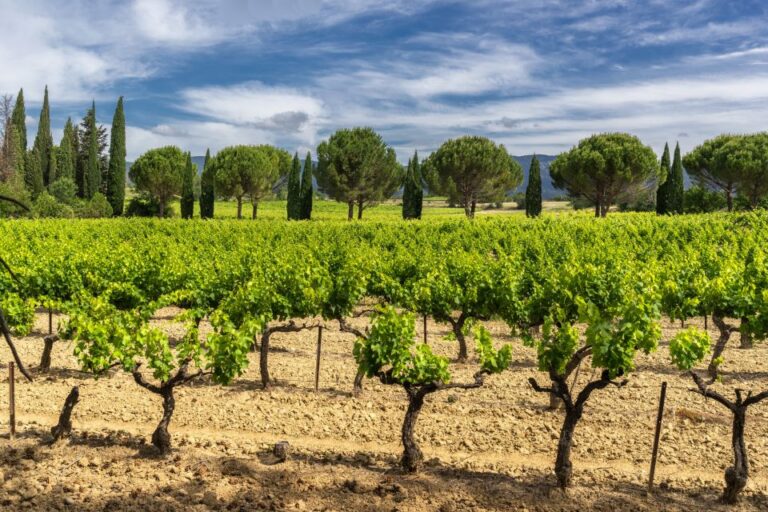 From Aix-En-Provence: Châteauneuf Du Pape Wineries Day Trip