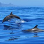 1 from alcudia sunrise dolphin watching boat tour From Alcudia: Sunrise Dolphin Watching Boat Tour