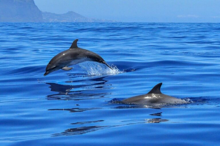 From Alcudia: Sunrise Dolphin Watching Boat Tour