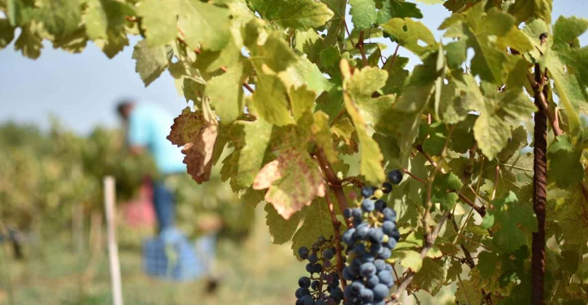 1 from argostoli private wine tasting vineyard tour From Argostoli: Private Wine Tasting & Vineyard Tour