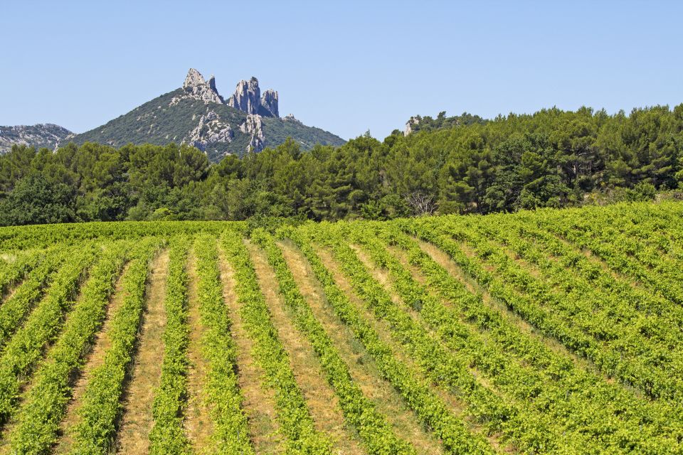1 from avignon half day great vineyards tour From Avignon: Half-Day Great Vineyards Tour