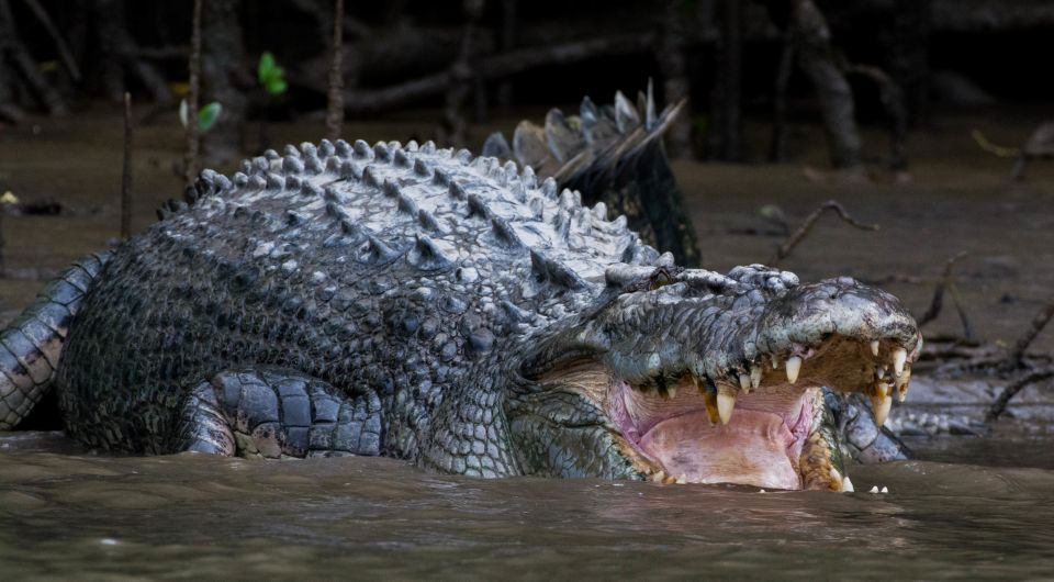 1 from cairns daintree national park private tour From Cairns: Daintree National Park Private Tour