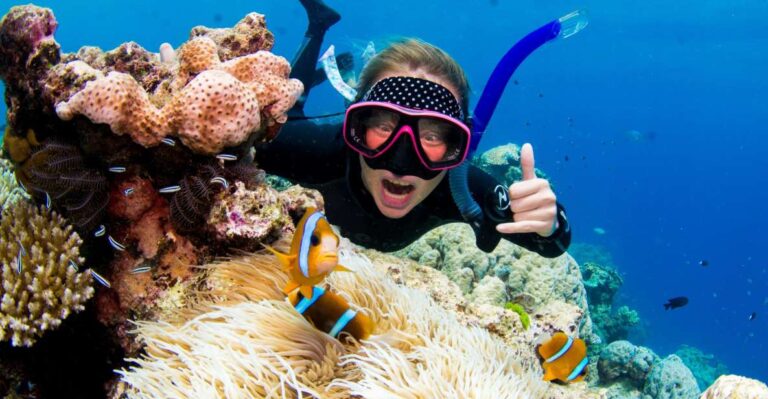 From Cairns: Great Barrier Reef Snorkelling or Dive Trip