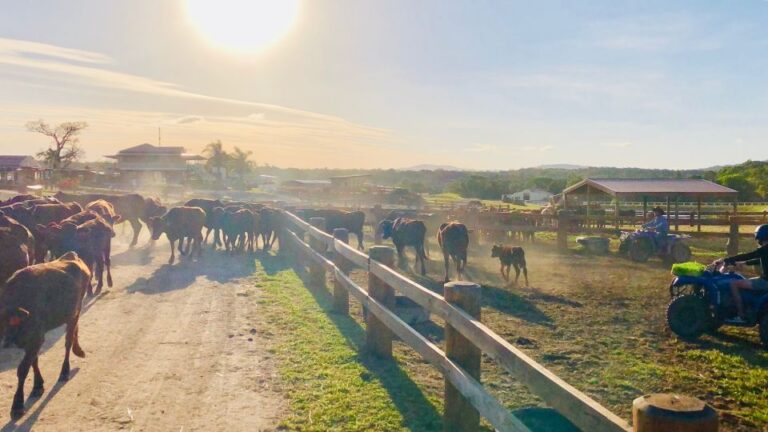 From Cairns: Kuranda Day Trip With Petting Zoo and Quad Ride